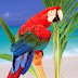 Parrot Picture - Wide 1600 x 1200