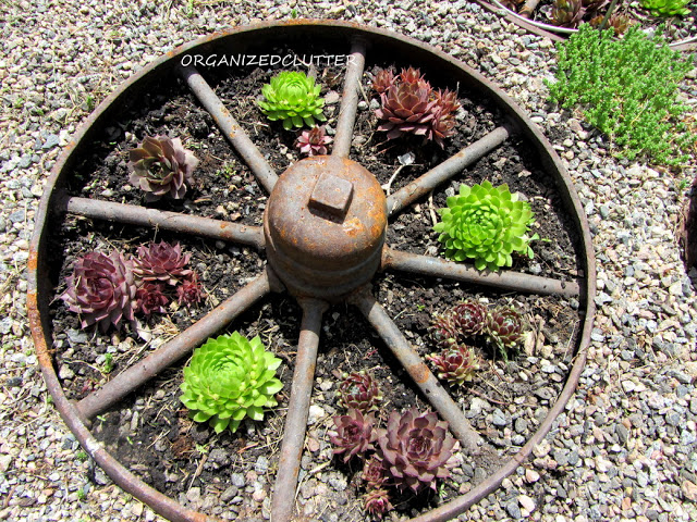 Garden Hens and Chicks and Roosters