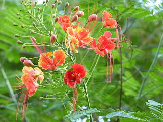 Caesalpinia pulcherrima - Petit flamboyant