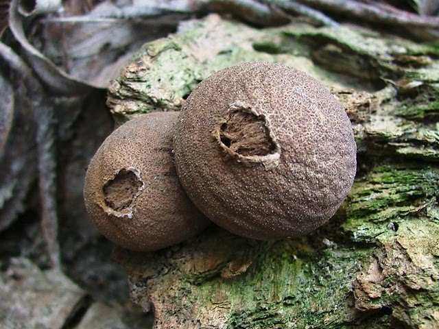 Lycoperdon pyriforme