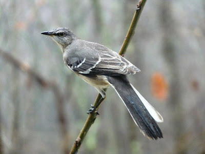 mockingbird