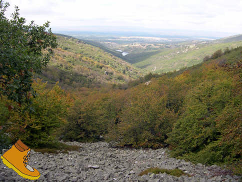 VISTA GENERAL DEL HAYEDO DE LA PEDROSA