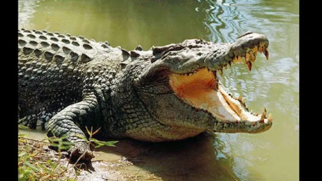 Crocodile swallows 8-year-old in Indonesia 