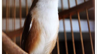 Tips Merawat Burung Cendet agar Tetap Sehat dan Berprestasi