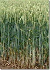 Wheat_07