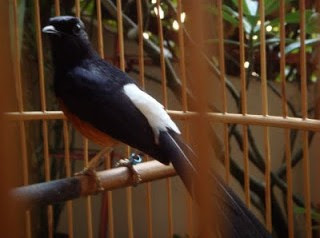 Pakan Burung Murai Batu