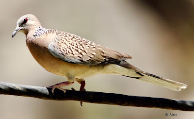 Spotted Dove resident