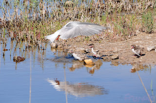 Charrán común y pollo. Common Tern and chicks.