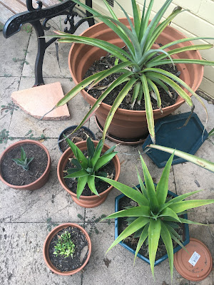 Pineapple Plant invasion 