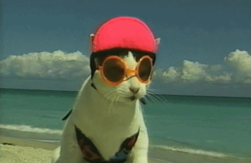 gatos (1)