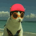 Gifs animados de gatos muy muy divertidos