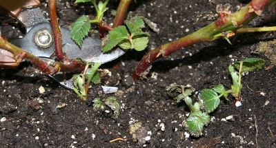 Pruning thornless container blackberries