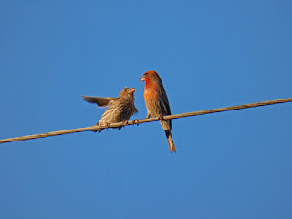 Backyard Birds