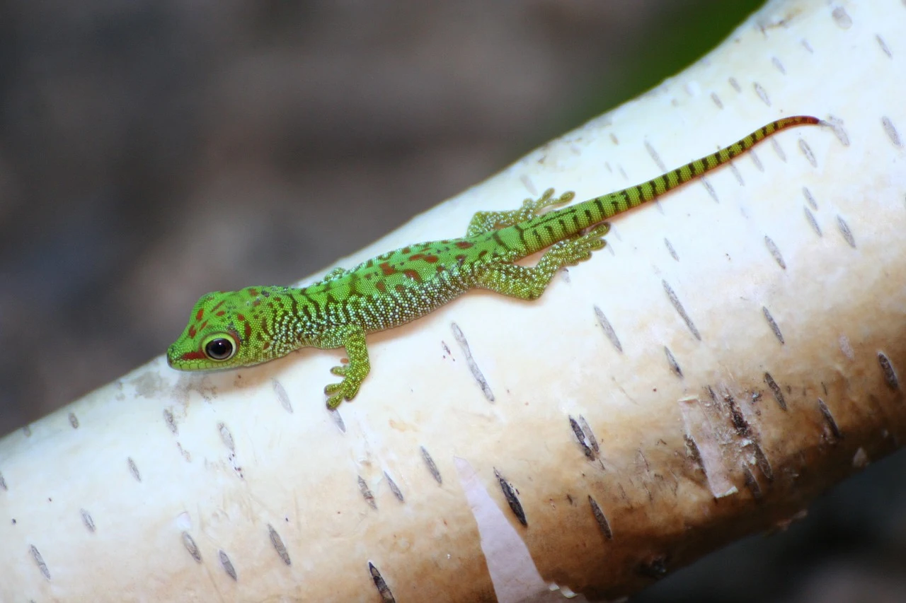 A green gecko perched on a branch.