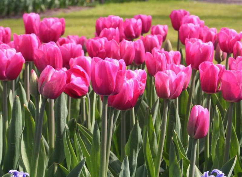 Baru Taman Bunga Tulip, Gambar Bunga