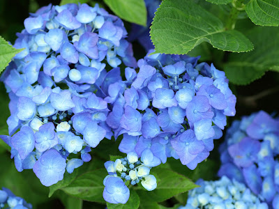 フランス語 花が咲く 211612-フランス語 花が咲く