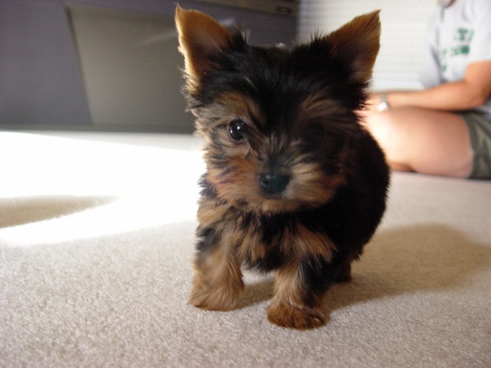 Cutest Yorkie In The World Images &amp; Pictures - Becuo