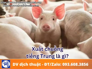 Xuất chuồng tiếng Trung là gì?