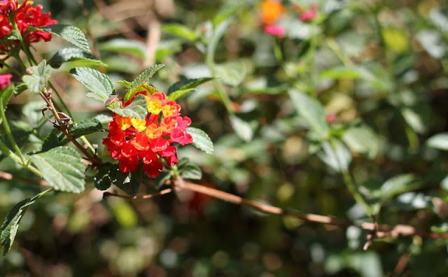 Lantana Flowers Pictures