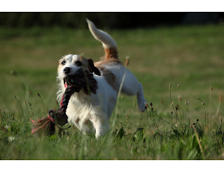 Dogs are intelligent animals that require mental stimulation to prevent boredom and destructive behavior. Engage your dog with interactive toys, puzzles, and training sessions to provide them with mental stimulation.