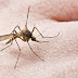 Τα κουνούπια απειλούν την Ευρώπη: Δεκαπλασιάστηκαν τα κρούσματα δάγκειου πυρετού
