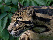 Sunda clouded leopard, kucing liar langka asli Indonesia