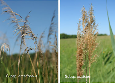 A panel of two photos contrasting the panicles of subspecies americanus and australis.