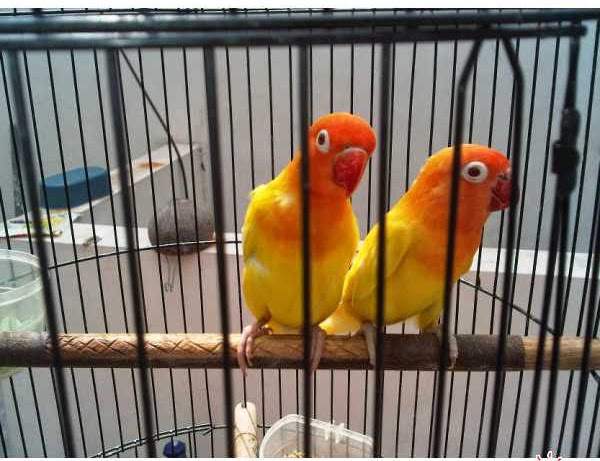 Abang Kicau Mania: Harga Sepasang Love Bird Lutino Mata 