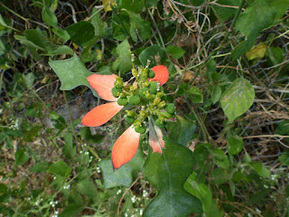 Euphorbe écarlate - Petit poinsettia - Herbe de lait - Euphorbia cyathophora - Euphorbia heterophylla