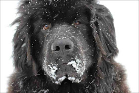 Cute dogs - part 9 (50 pics), close up picture of dog in the snow day