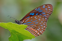 Tirumala septentrionis