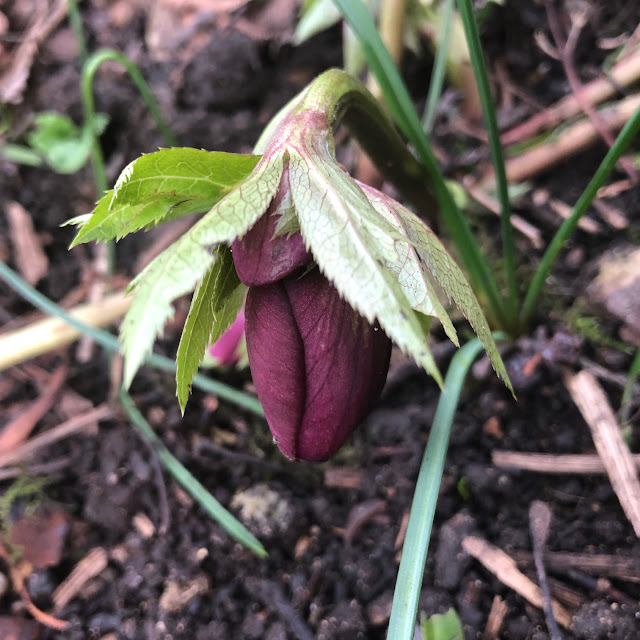 garden flowers in January UK