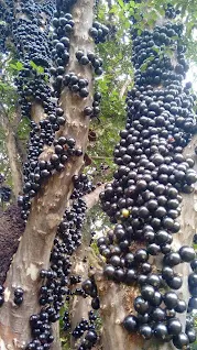 Jabuticaba