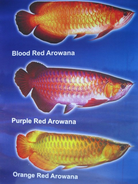 flowerhorn pond aquarium tips water plant Types of 