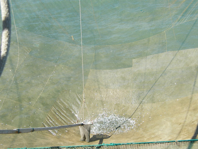 Pescare al trabucco