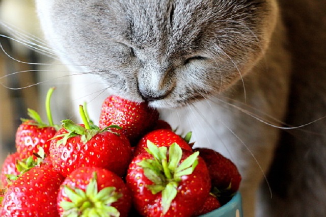 gambar kucing makan stroberi