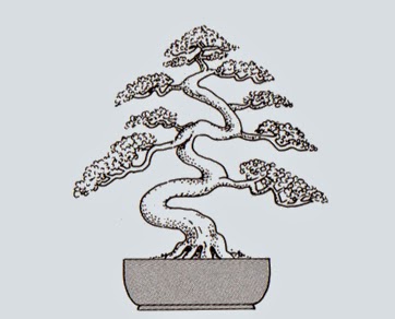 http://evoluzionebonsai.blogspot.it/2015/02/stili-bonsai-takozukuri-piovra.html