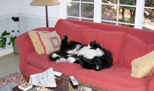 Lounging on the ugly couch -- The Impatient Gardener