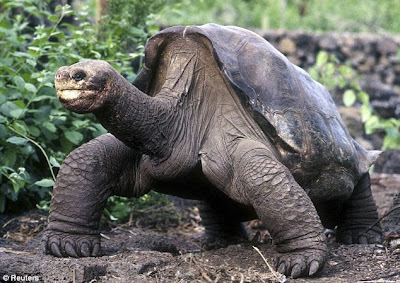 kura raksasa yang dikenal sebagai maskot bagi spesies langka dan Kepulauan Galapagos menin Pintar Pelajaran Lonesome George, Kura-Kura Raksasa Terakhir Dari Galapagos, Akhirnya Mati Di Usia 100 Tahun