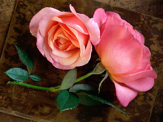 Pink Roses Stock Image