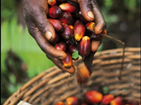  Read this: Palm Oil Business in Nigeria