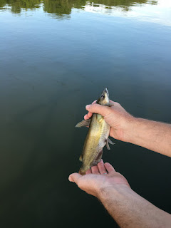 Tiny Channel Catfish, Tiny Channel Cat, Tiny Catfish