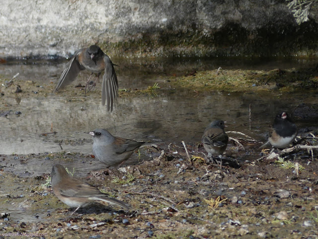 07: junco took to wing