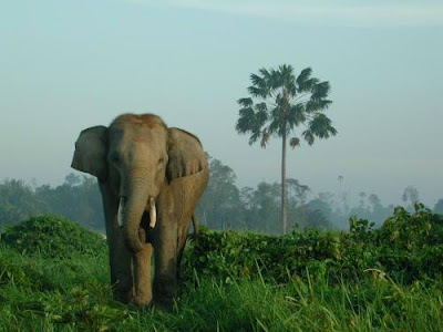 [Gajah+Sumatra_Outlandjava.jpg]