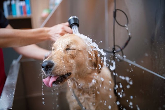 Ritual Refrescante: Descubra por que os Banhos São Cruciais para o Bem-Estar do seu Amigo Peludo! Prepare-se para uma Experiência Surpreendente de Limpeza e Alegria!