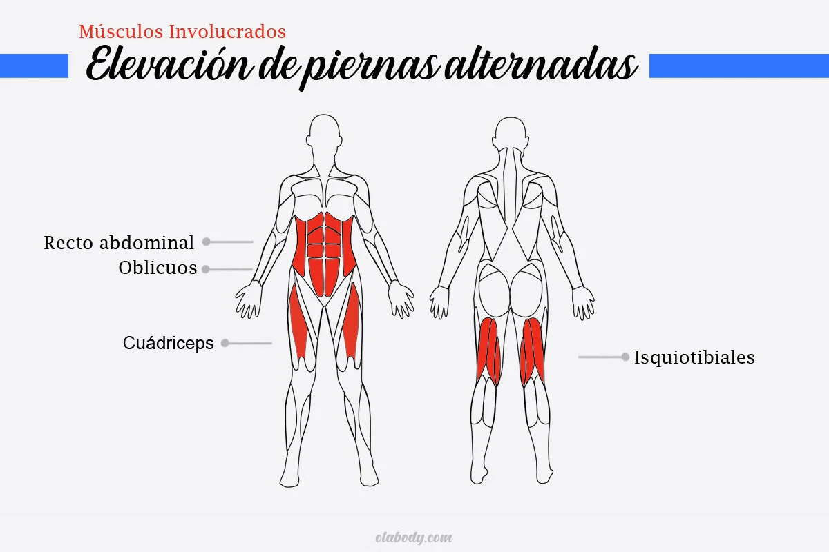 Músculos involucrados  elevaciones de piernas intercaladas con tobilleras