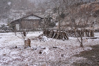 snow589