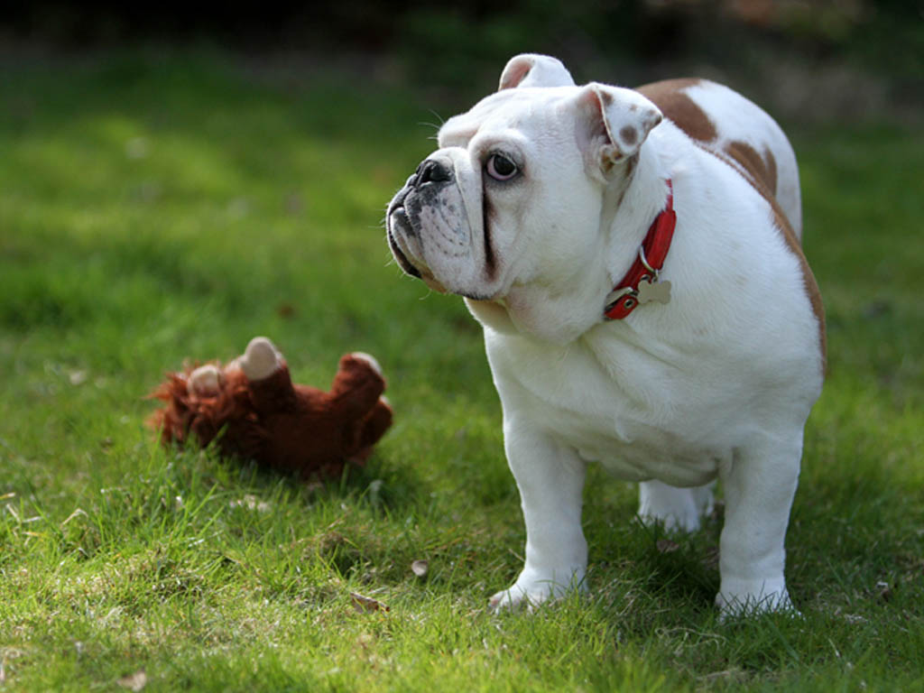 Bulldog HD Wallpapers, Bulldog Wallpapers, Bulldog Desktop Wallpaper ...