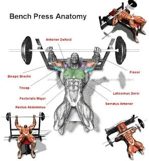 Program For Strength and Size Chest