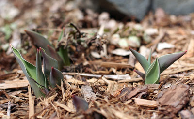 Monsella Tulips. 